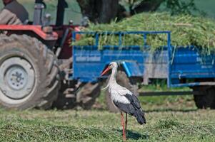 A stork standing in the grass next to a tractor photo