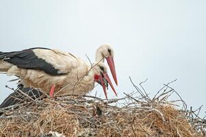 A couple of birds in a nest photo