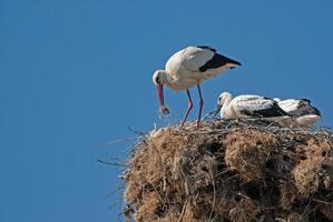 A group of birds on top of a nest photo