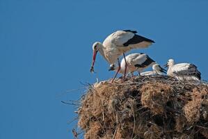 A group of birds on top of a nest photo