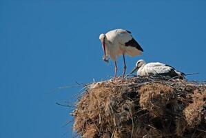 Two birds on top of a nest photo