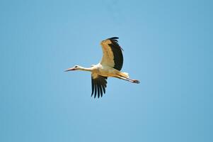 A white and black bird flying in the sky photo