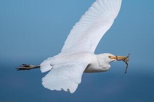 A white bird flying in the air with a worm in its beak photo