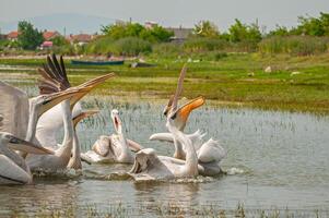 A group of pelicans in the water photo
