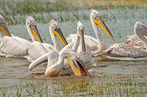 A group of pelicans in the water photo