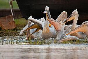 A group of pelicans are standing in the water photo