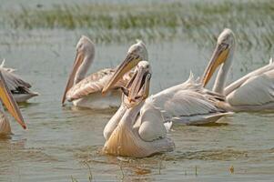 A group of pelicans in the water photo