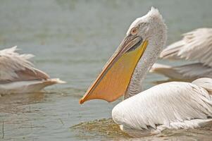 A pelican with a long beak in the water photo