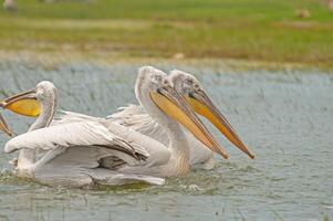 Three white pelicans in the water photo