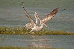 Dalmatian pelican in flight. Pelicans from Lake Manyas, Turkey. photo