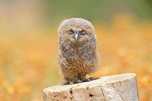 A baby owl is standing on top of a stump photo
