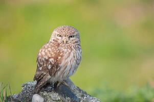 A small owl is perched on a rock in a field photo