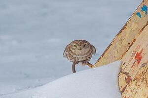 A small owl sitting on top of a rusty pole photo
