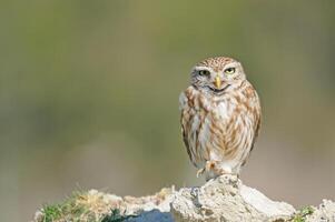 A small owl is standing on a rock photo