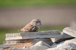A small owl sitting on top of a pile of rocks photo