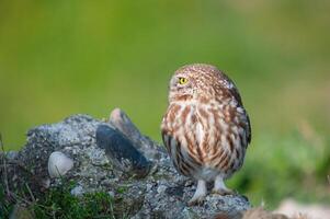 A small owl sitting on a rock in the grass photo
