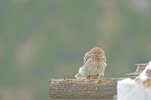 A small owl sitting on a branch photo
