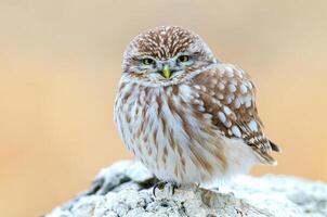 A small owl is perched on a rock photo