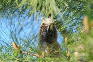 A bird peeking out from behind a tree photo