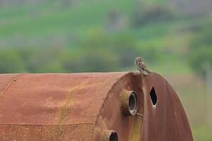 A bird is perched on a rusty metal object photo