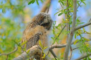 A baby owl sitting on a branch photo