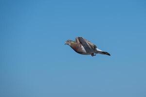 A bird flying in the sky photo