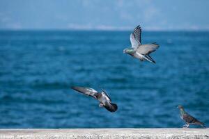 Three birds flying over the ocean photo