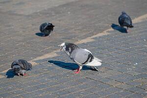 A group of pigeons on a sidewalk photo