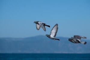 Three birds flying in the air photo