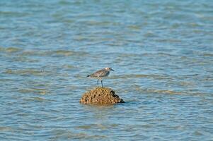 A bird is standing on a rock in the water photo