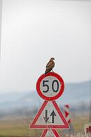 A bird perched on a traffic sign photo