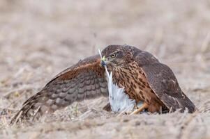 A hawk with its wings spread out on the ground photo