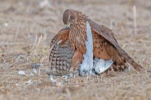 A hawk with a dead bird in its beak photo