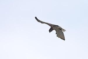 A large bird flying through the air in a blue sky photo