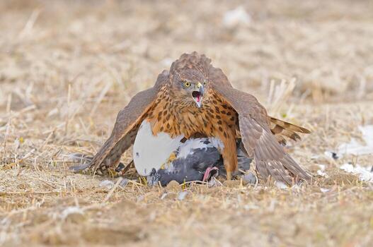 A hawk eating a dead bird in the field photo
