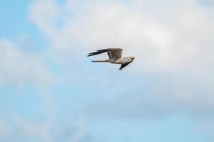 A bird flying in the blue sky with clouds in the background photo