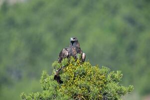 A golden eagle perched on top of a pine tree photo