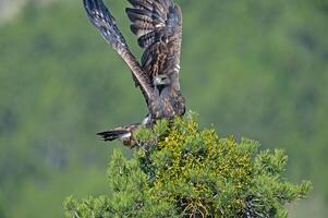 A large eagle is landing on a tree photo