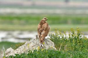 A red-tailed hawk sits on a rock in a field photo