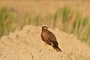 A bird standing on a rock in the middle of a field photo