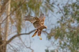 A hawk flying over a tree with its wings spread photo