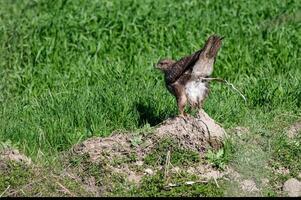 A bird standing on a rock in a field photo