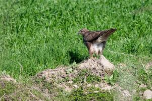 A bird standing on a rock in a field photo