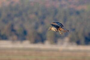A red tailed hawk flying over a field photo