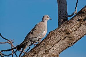 A bird perched on a tree branch photo