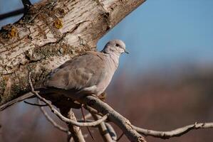 A bird sitting on a branch of a tree photo