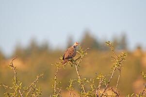 A bird sitting on a branch photo