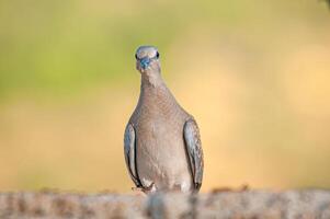 A bird standing on a rock photo
