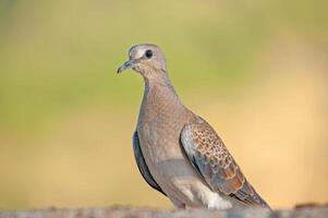 A bird is standing on a ledge photo