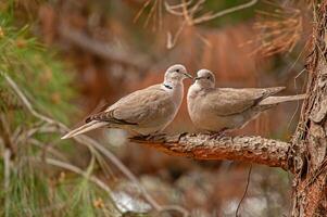 Two birds sitting on a tree branch photo